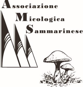 LOGO AMS - 2